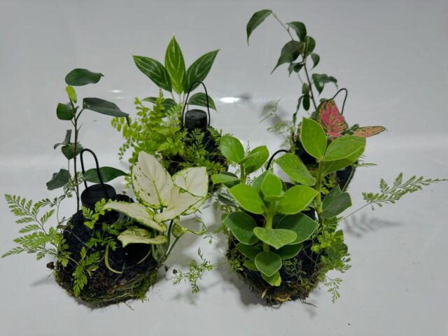 クライマー系植物の販売パッケージをリニューアル – 有限会社ピクタ