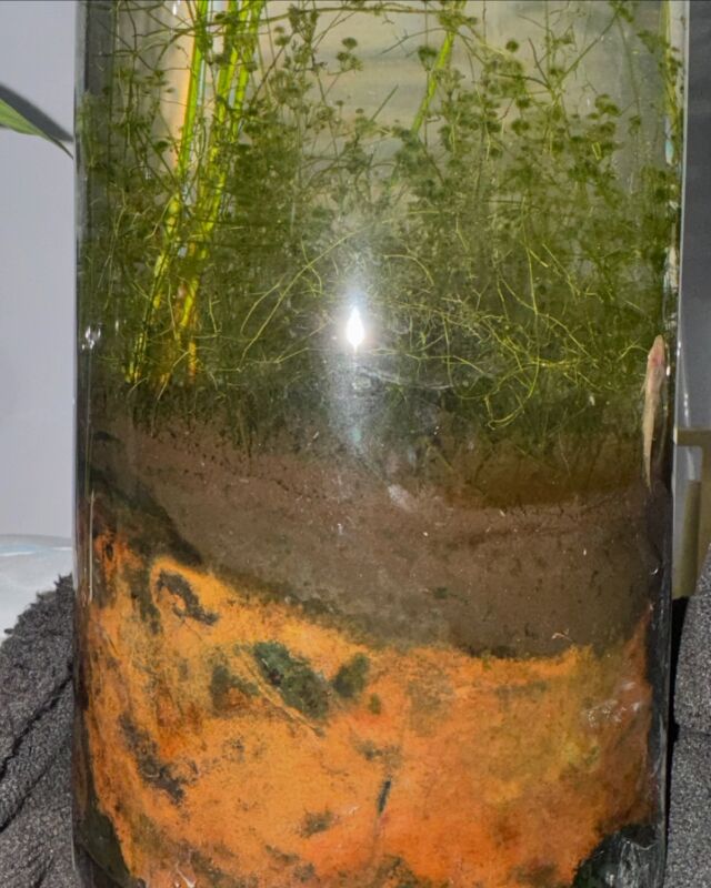 クライマー系植物の販売パッケージをリニューアル – 有限会社ピクタ