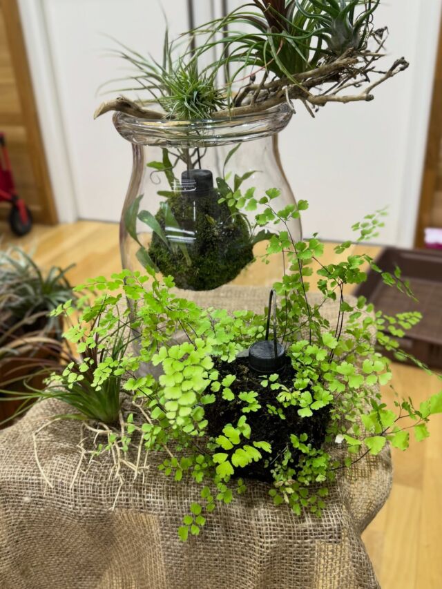 クライマー系植物の販売パッケージをリニューアル – 有限会社ピクタ